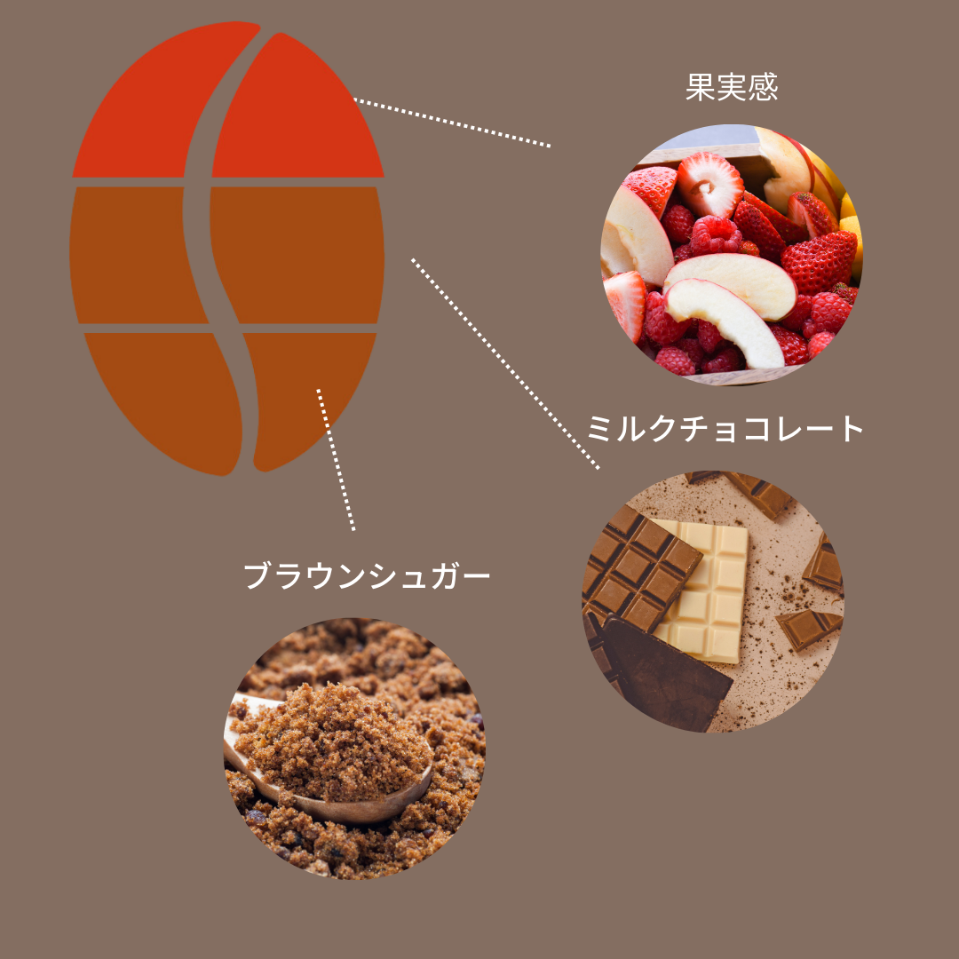 【JAS認証】エルサルバドル サンタ・エレナ農園