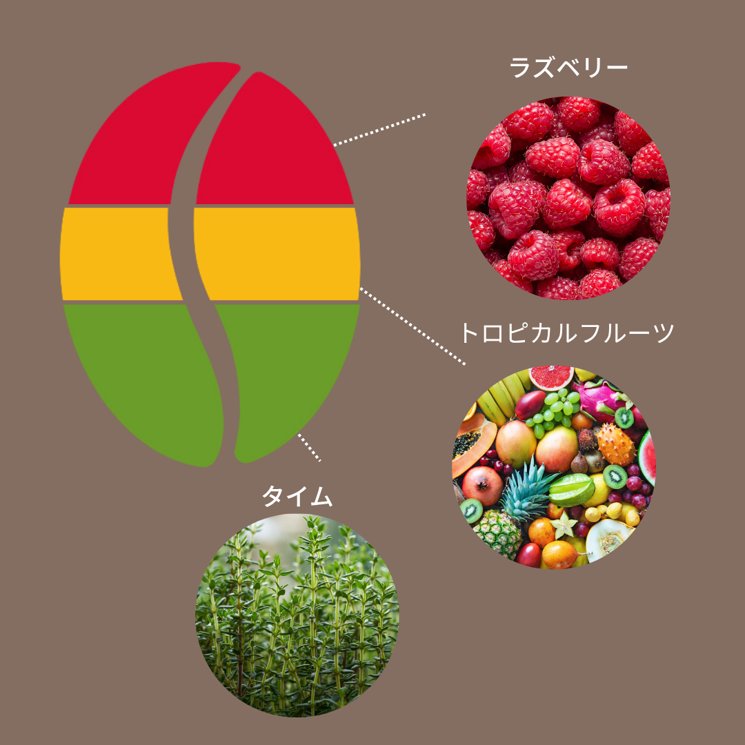 エチオピア シャンタウェネ ナチュラル