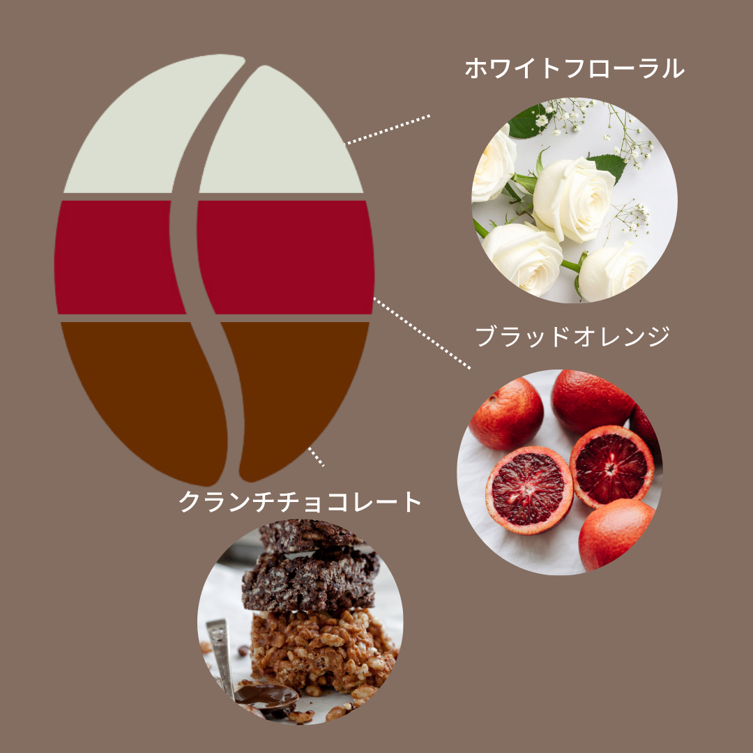 ホンジュラス エル・ロブラル農園 ウォッシュ