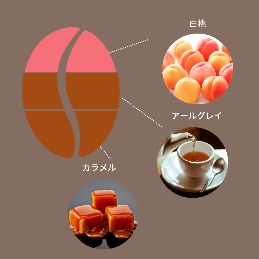 コロンビア エル・ディヴィソ農園ティピカメホラード ファーメンテッドウォッシュ