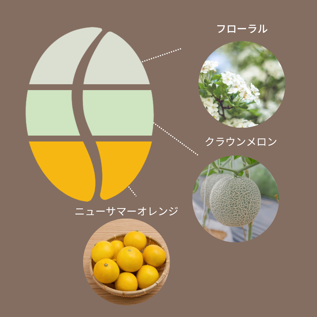 エチオピア ニグセ・ゲメダ アゲナ コールドリバーファーメンテーション