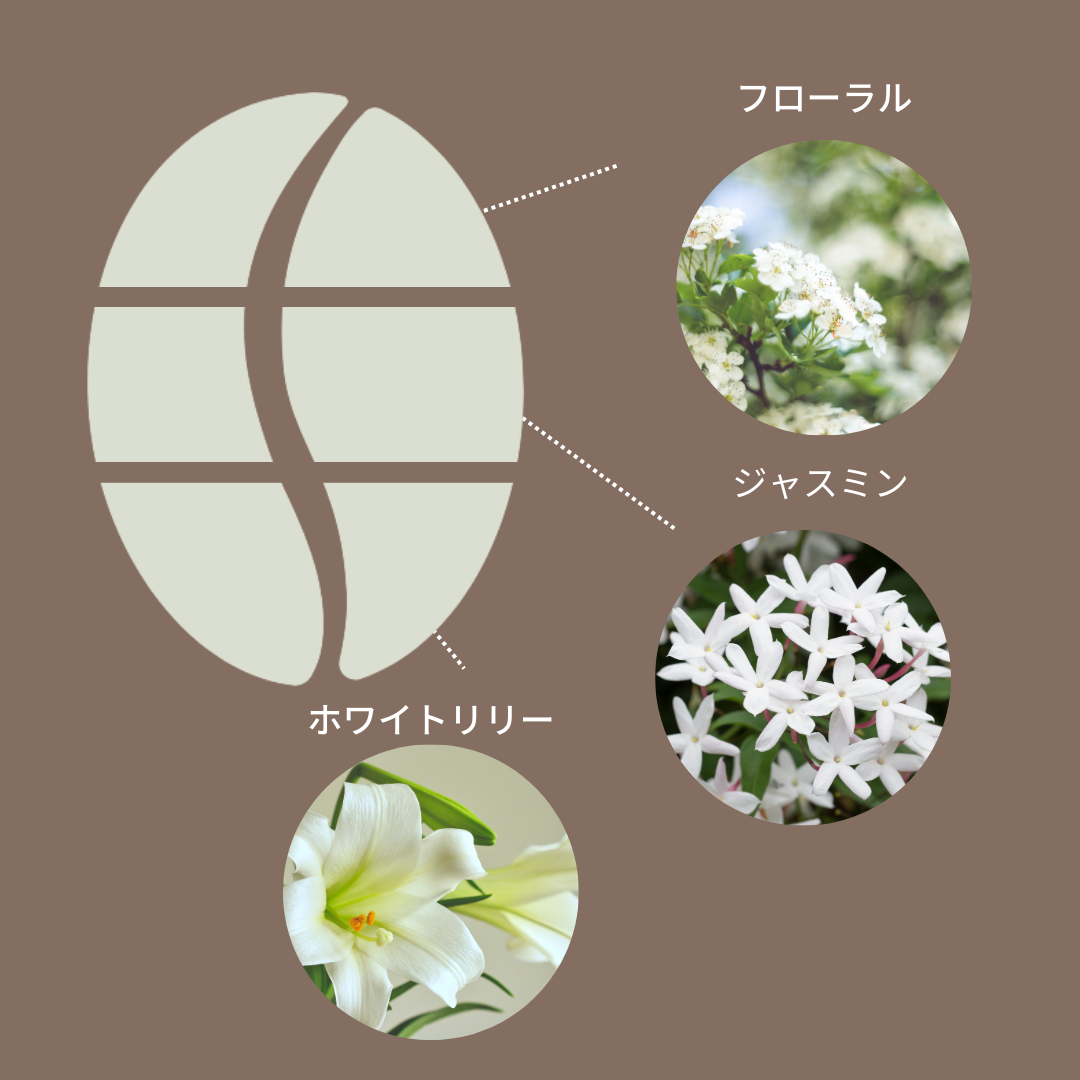 コロンビア エル・ディヴィソ ピンクブルボン