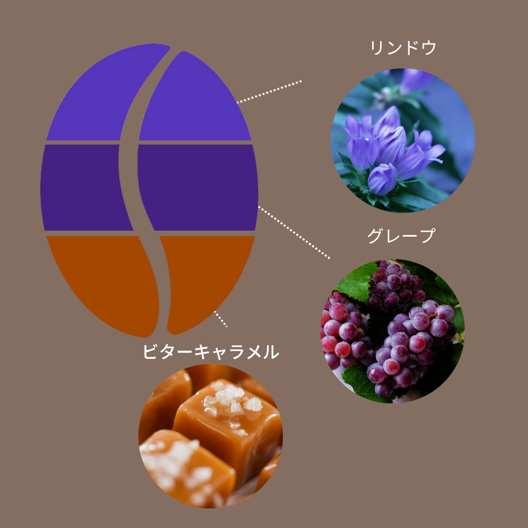 豆善ブレンド-Gentian-