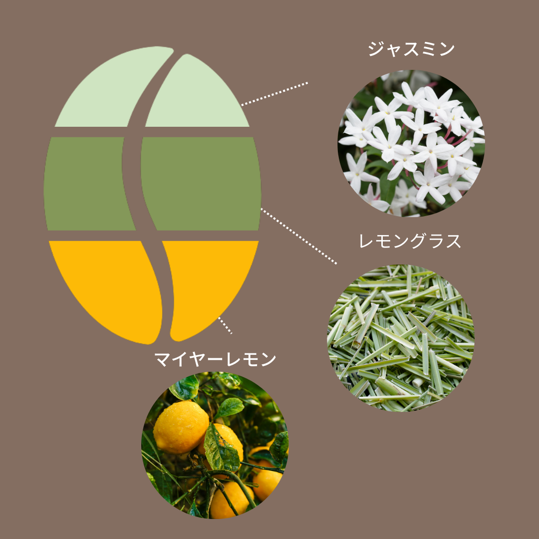エチオピア タラトゥ ウォッシュ